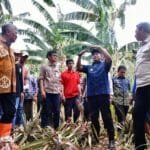Kunjungi Kampung Pisang di Pinrang, Pj Gubernur Bahtiar Perlihatkan Cara Cepat Perbanyak Anakan