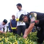 Tekan Inflasi, Pemprov Sulsel dan Pemkab Wajo Kompak Panen Raya Cabe